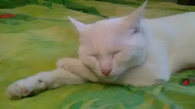 Котовторник 20.06.2017