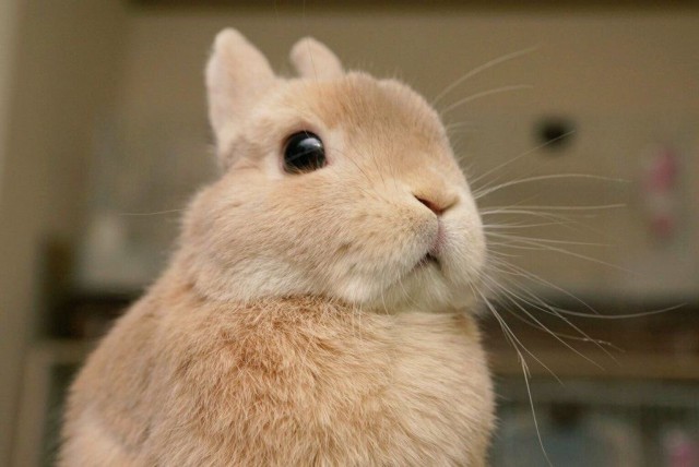 Живность из сети