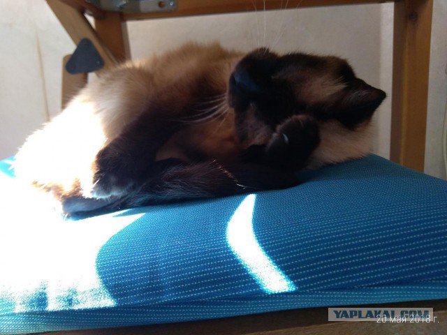 Котовторник 22.05.2018