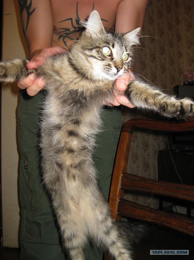 Котовторник на ЯПлакалъ! От числа 09.09.08