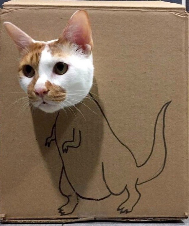 Прикольных котов пост
