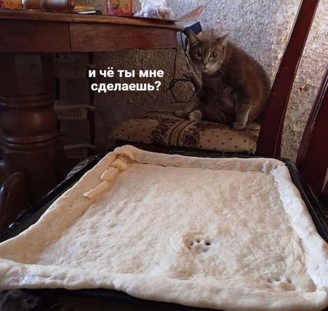 Прикольных котов пост