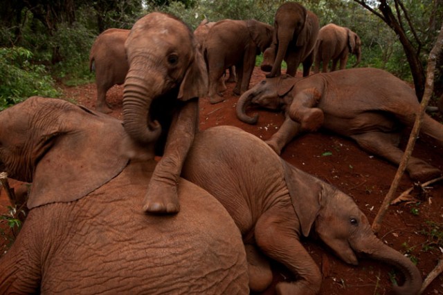 Детский сад для осиротевших слонят