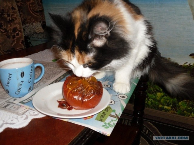 Котовторник 1.11.11