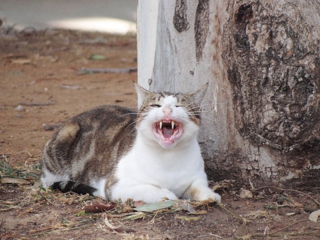Котовторник 22.11.11