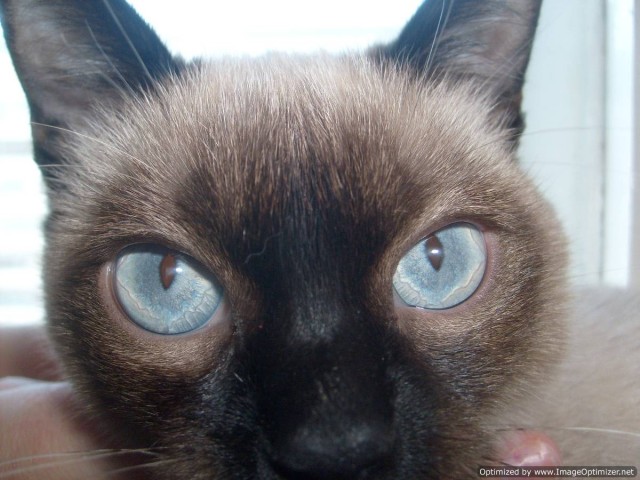 Котовторник (24. 01. 2012 )