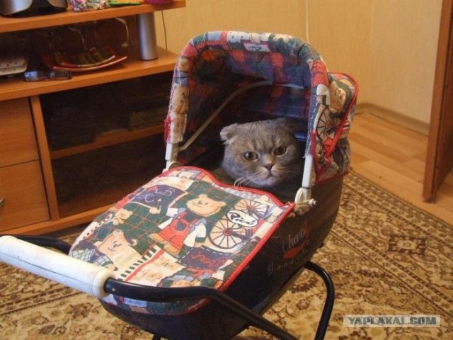 Котовторник 10.04.2012