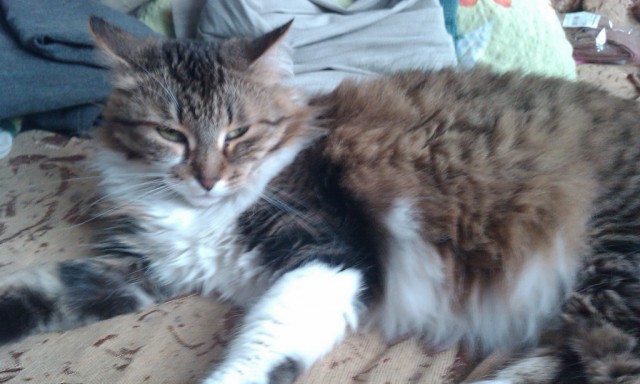 Котовторник 22.05.2012
