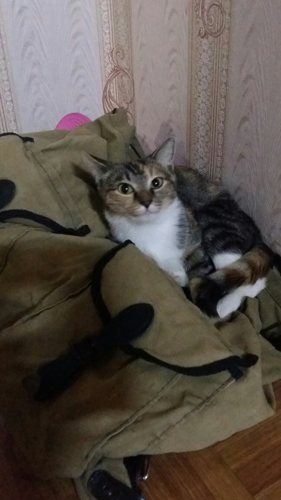 Кот вытесняет из дома. Что делать, помогите!