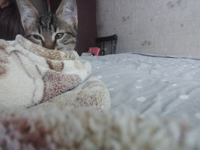 Чуток картинок не про вирус  18.0.  Животные
