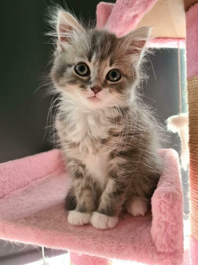 К - Котогеничность