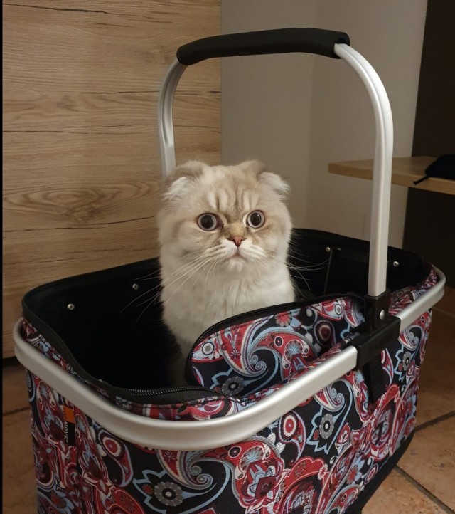 Котовторнику быть!