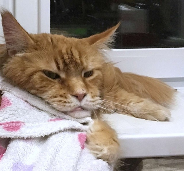 Даешь котовторник!