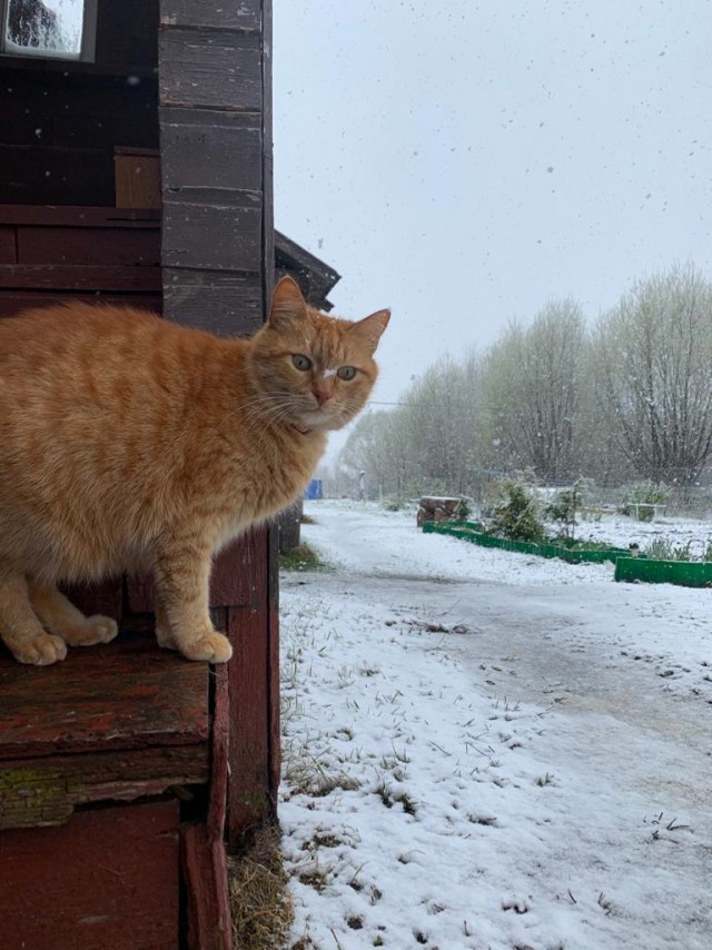 Подборка всякой живности