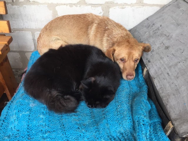 Последний котовторник лета
