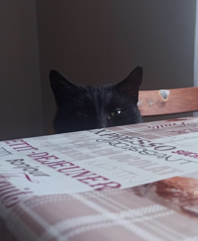 Наш защитник. Котовторнику посвящается