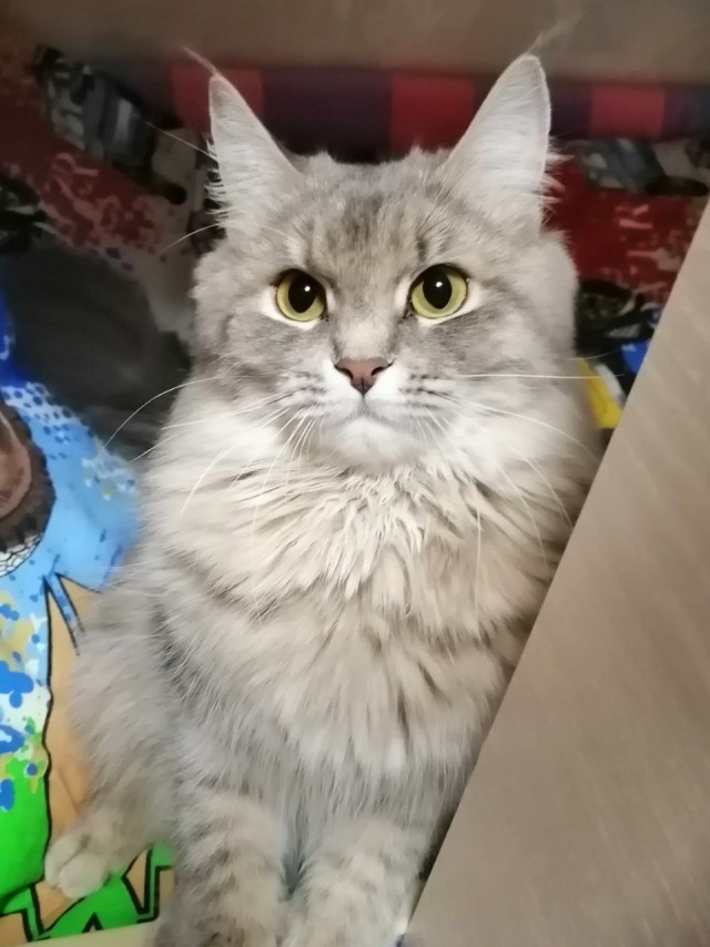 Кот Мейн-кун: царь домашних кошек!