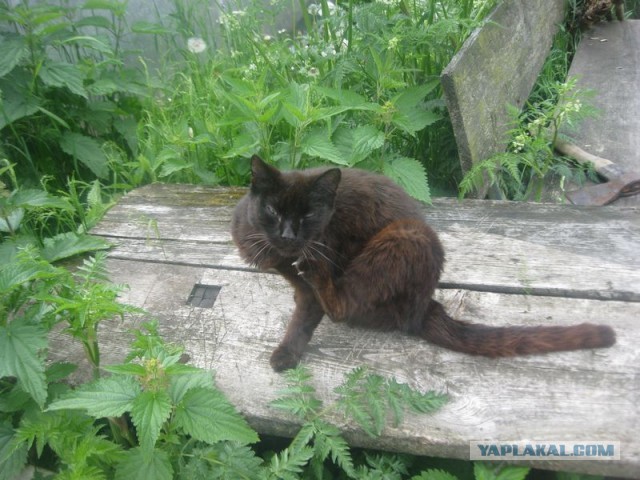 Жизнь домашнего приюта для котеек 397