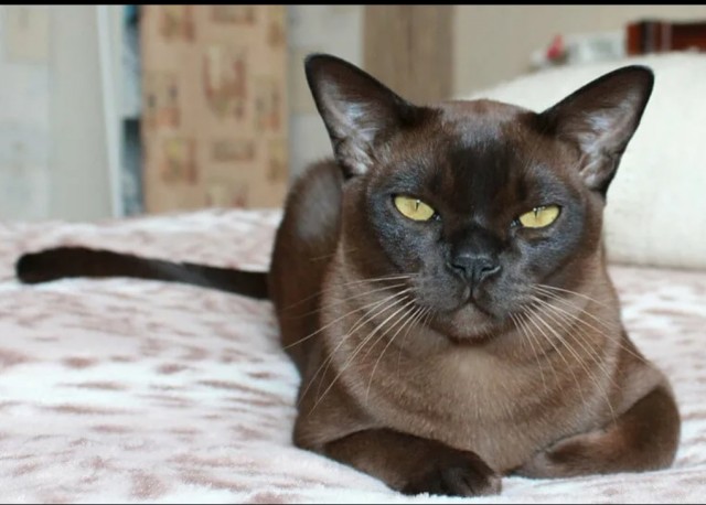 Ориентальная кошка