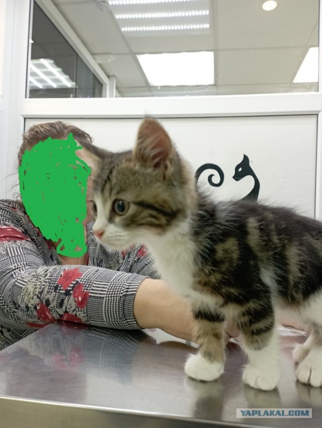Котовторник, пополнение