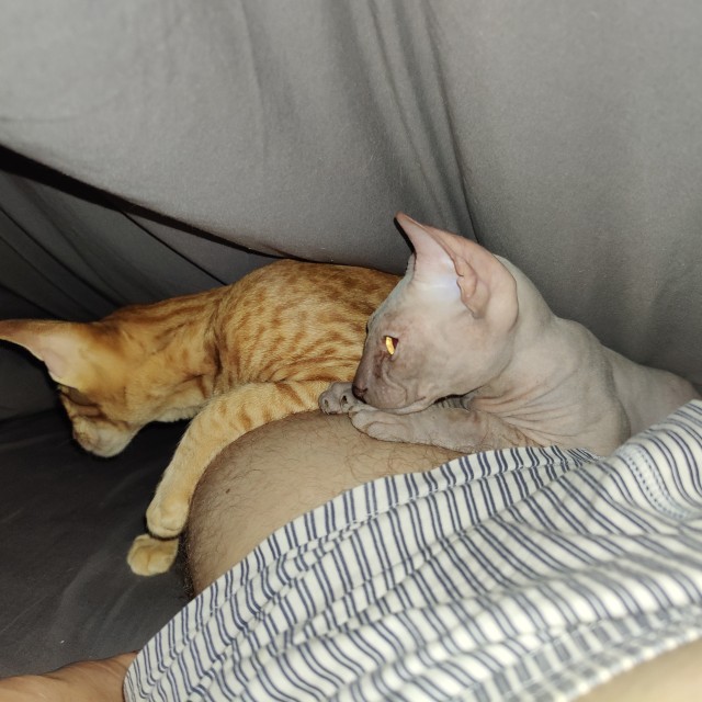 Котовторник прошел, а я не успел