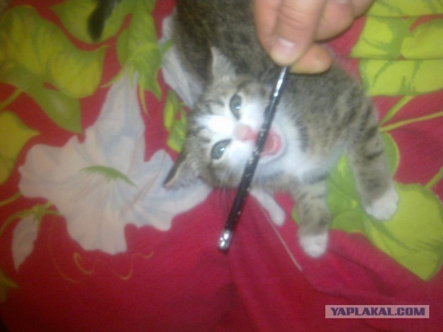 Котовторник  19.03.2013