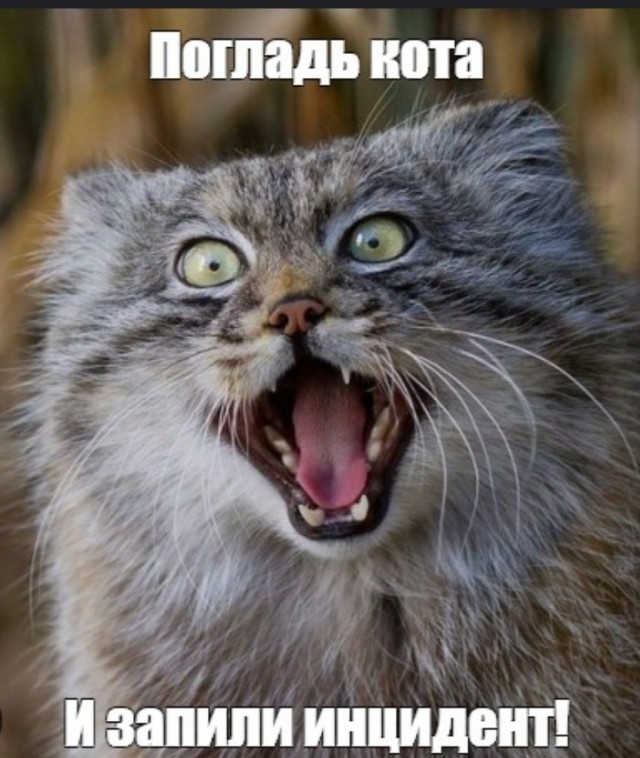 Котята манула играют в снежки