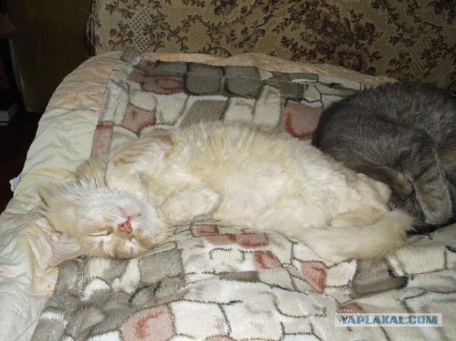 Котовторник 09.04.2013
