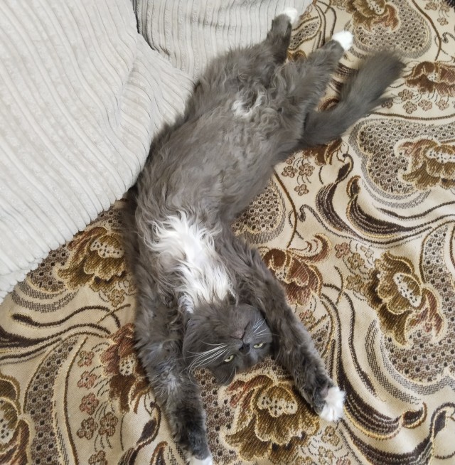 Котовторник 7.11.23