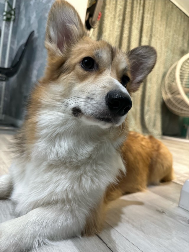 Моя чебурашка