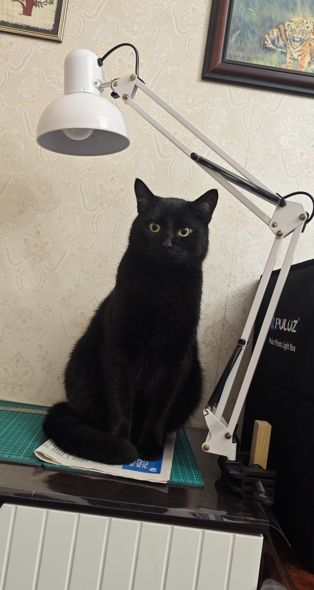 Котовторник 09.04.24