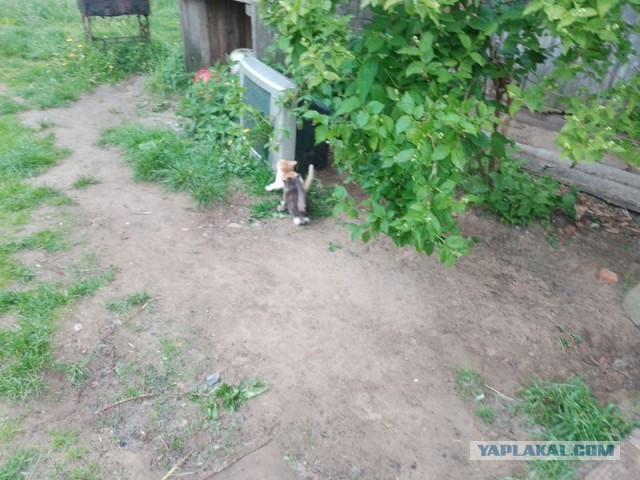 Жизнь домашнего приюта для котеек 495