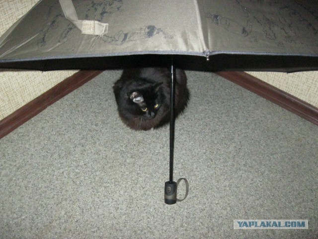 Котовторник 21.05.2013