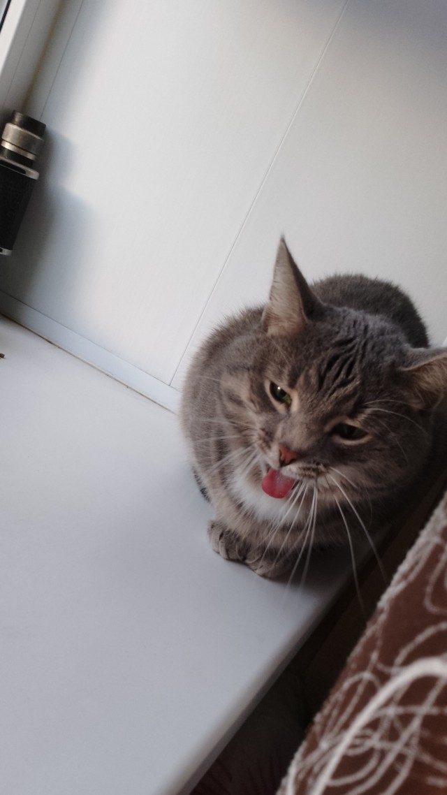 К котовторнику!)