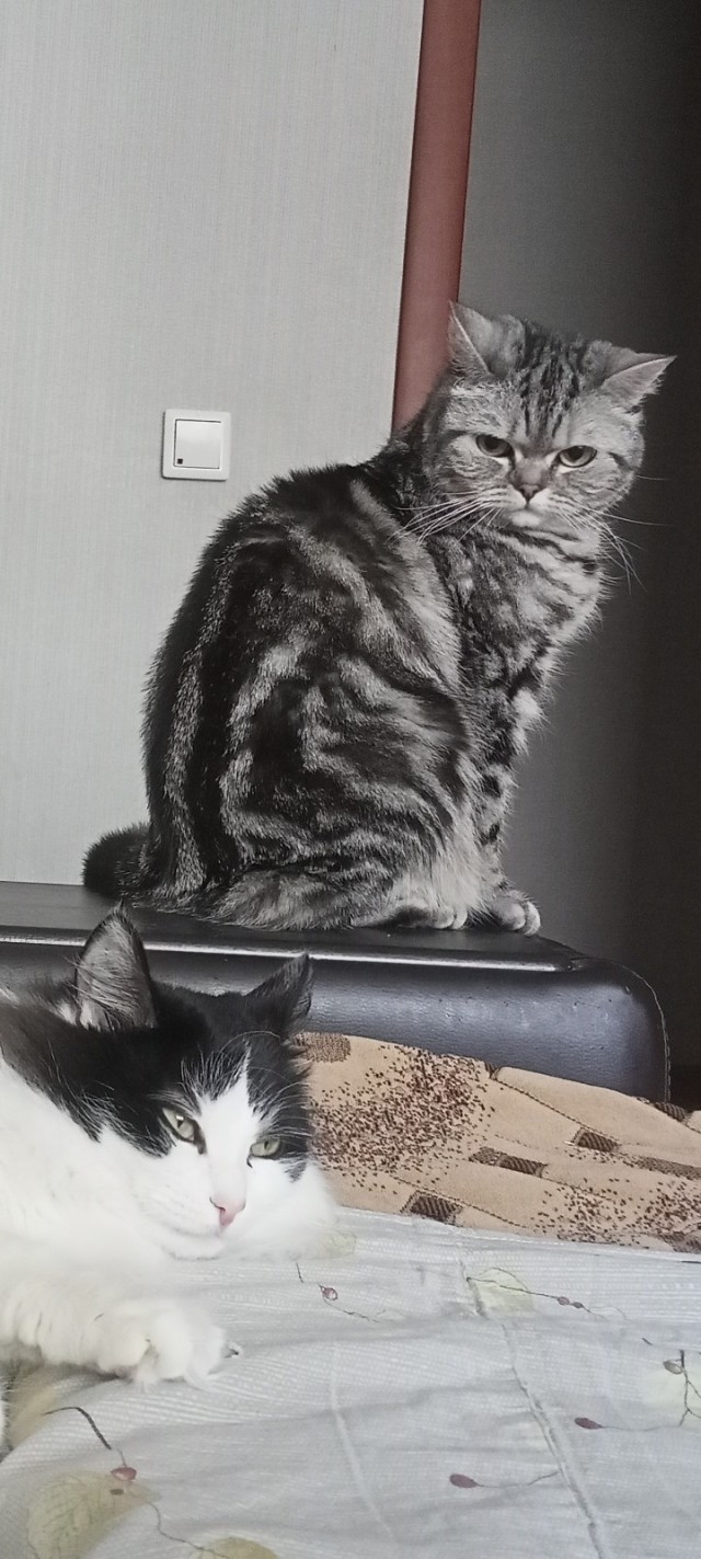 Котовторник 31.12.2024. Последний котовторник года