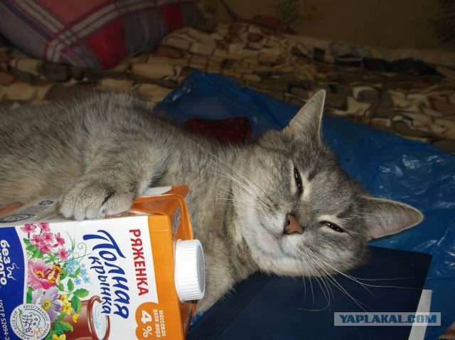 Котовторник 23.07.2013