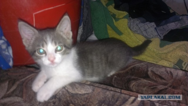 Котовторник 23.07.2013