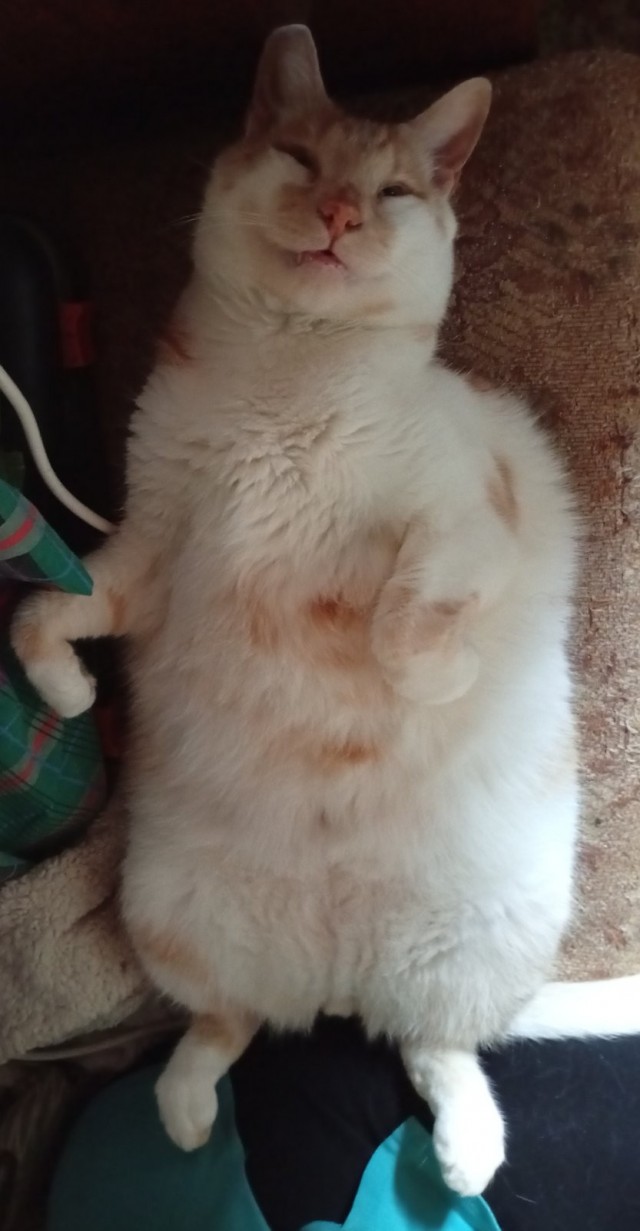 Котовторник