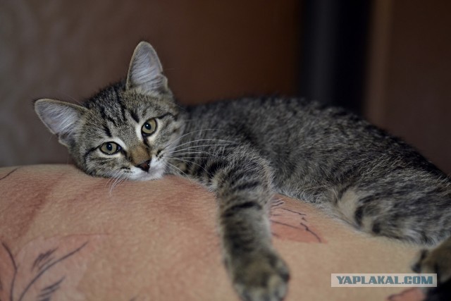 Коты и время