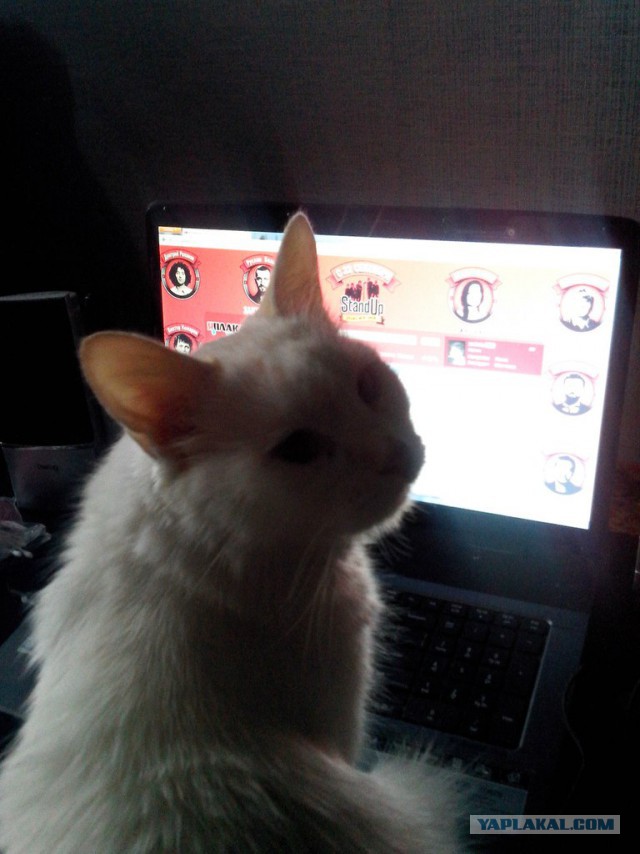 Котовторник   31.12.  2013