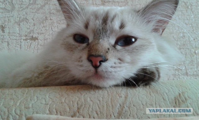 Котовторник  08.04.2014