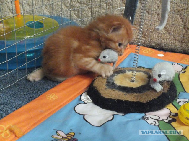 Котовторник  08.07.2014