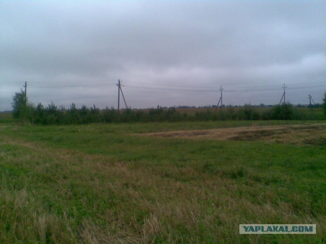 Мои грибочки...