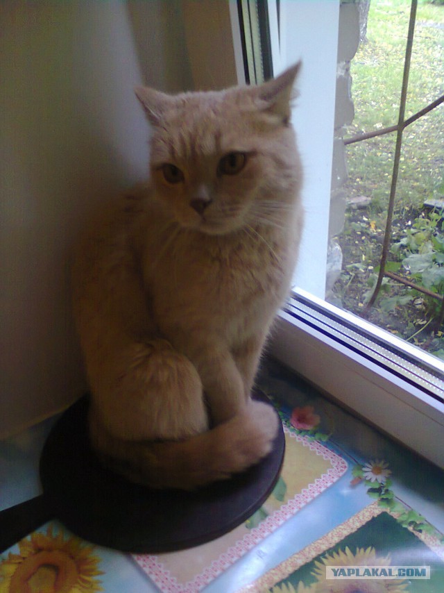 Котовторник 23.09.2014.