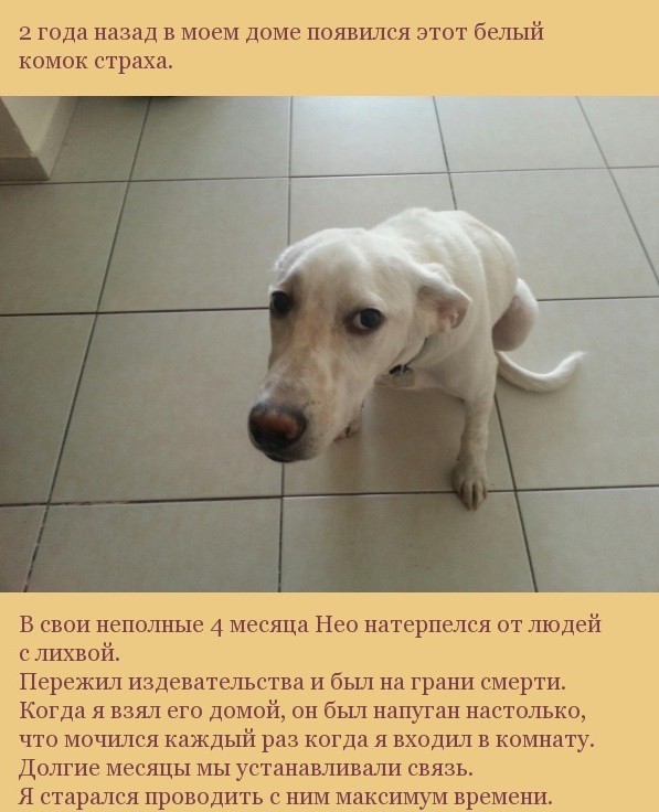 Сказ о том, как пес мне жизнь спас