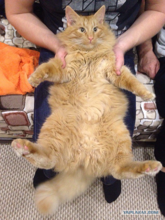 Котовторник