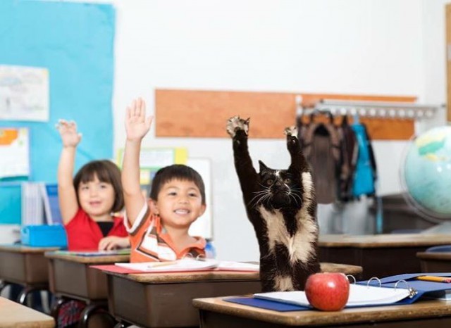 Фотожаба: «Сдающаяся» кошка