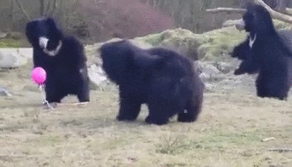 Пасуй, Михалыч!