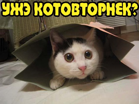 Вторничный котомёт!