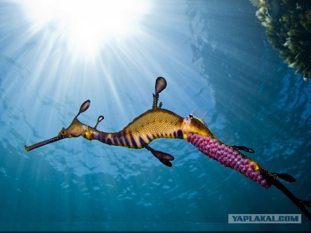 Скоро во всех гнёздах страны!... и не только